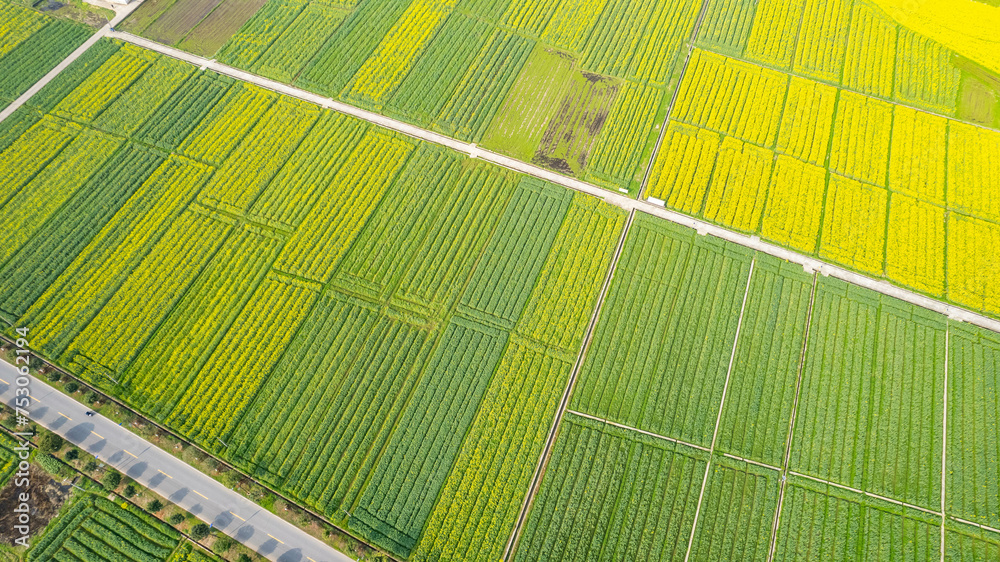 Aerial photography of rapeseed fields in spring