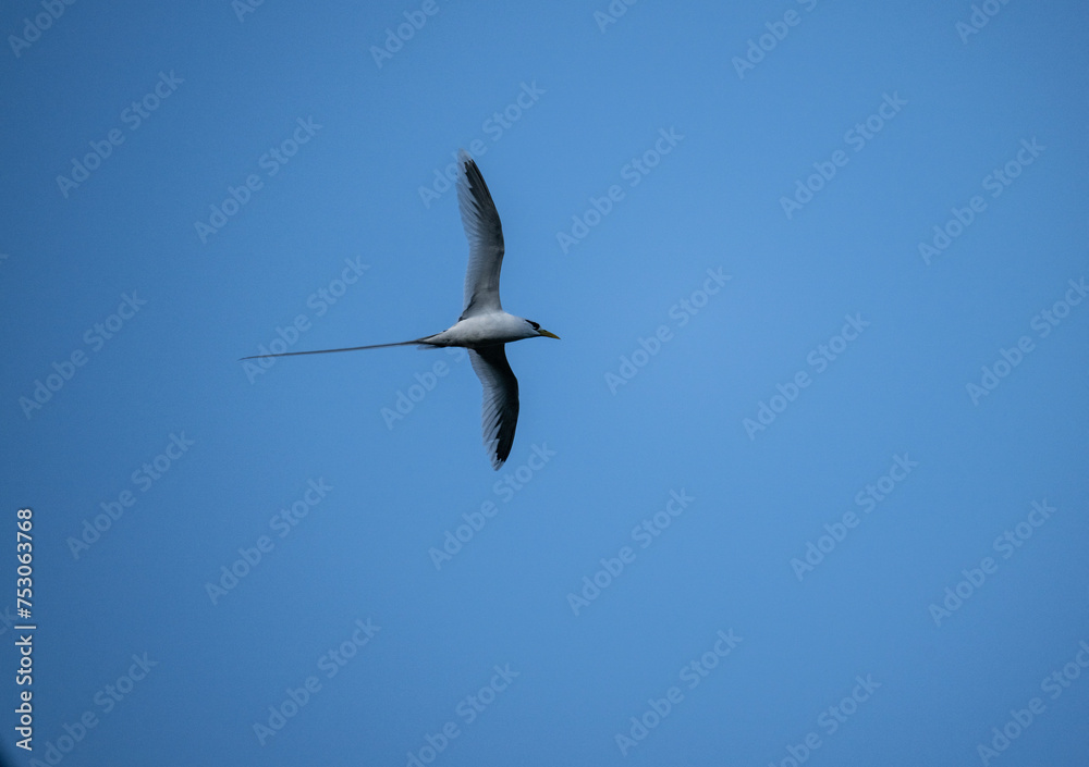 Obraz premium white-tailed chaise in flight in natural conditions in the Seychelles