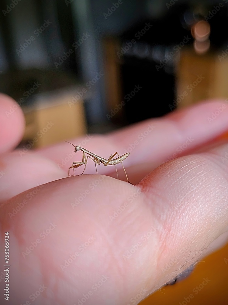 Obraz premium Praying Mantis on Human Finger, Gentle Wildlife Interaction, Macro View