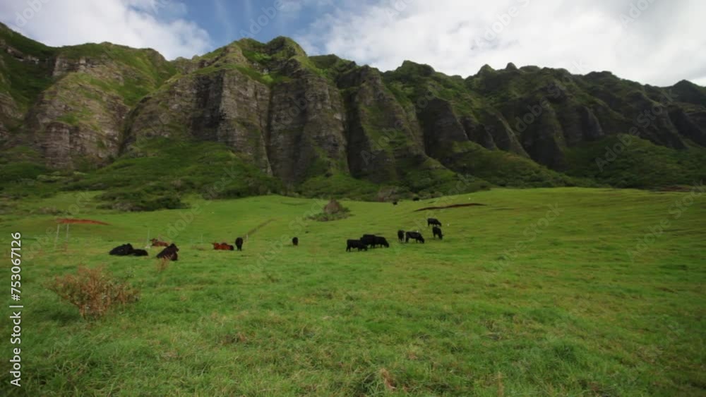 Wide shot of cattle in beautiful grassy hills of Hawaii Wide shot of cattle in beautiful grassy hills of Hawaii