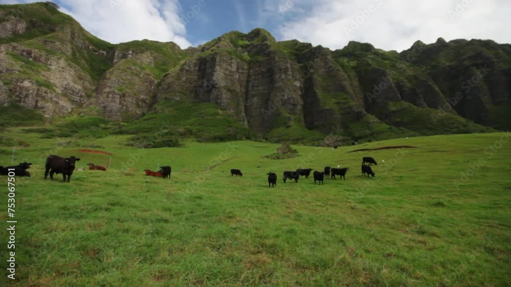 Beautiful ranch with herd of cattle - wide, steady cam shot Beautiful ranch with herd of cattle - wide, steady cam shot