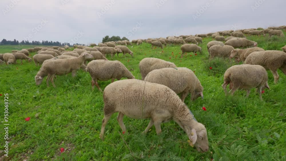 Flock of Merino sheep in Mount Carmel Israel Flock of Merino sheep in Mount Carmel Israel