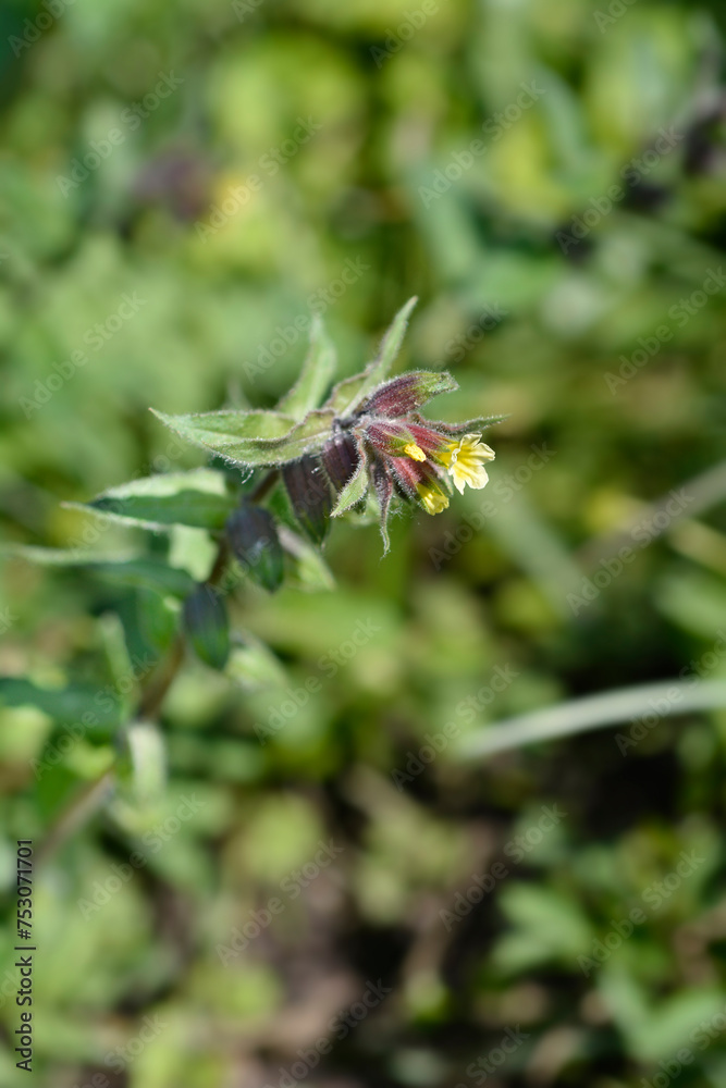 Yellow nonea flower Yellow nonea flower