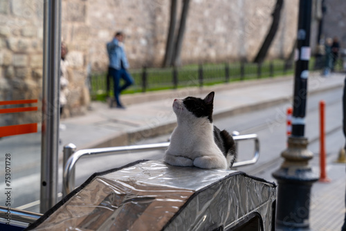 Fototapeta Naklejka Na Ścianę i Meble -  A cat is sitting on a ledge next to a bus