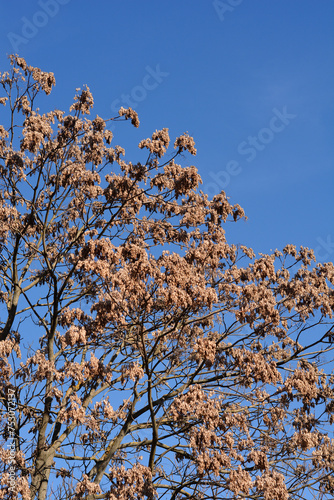 Tree of heaven branches with dry seeds