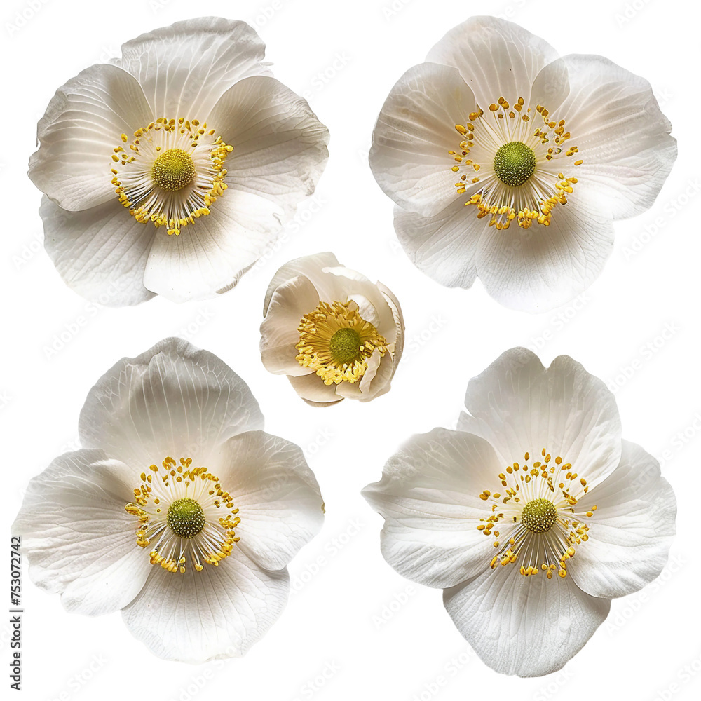 Obraz premium Captivating Japanese Anemone Blooming in a Summer Garden: Delicate Pink Flowers in Nature's Splendor