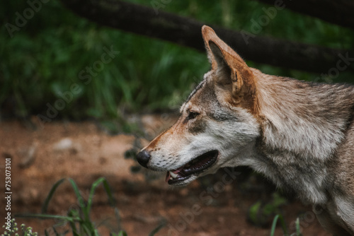 Portrait of an Indian wolf howling.