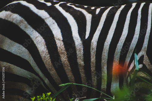 Zebra skin texctured background, high quality photo. photo