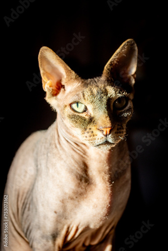 This striking image features a Don Sphynx cat, recognizable by its hairless, wrinkled skin and pronounced ears. The cat's piercing gaze is highlighted by the chiaroscuro effect of the lighting, with