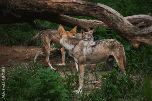 Two Indian gray wolves spotted in the jungle  closeup shot.