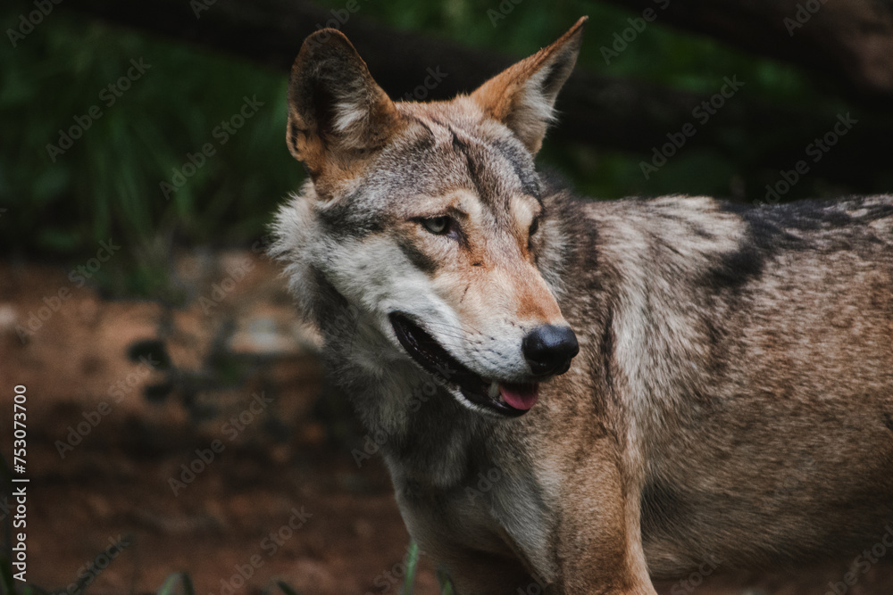 Portrait of Indian wolf in the jungle (Canis lupus pallipes) Portrait of Indian wolf in the jungle (Canis lupus pallipes)