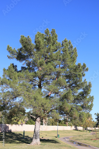 Afgan Pine Tree in Arizona (Eldarica Pine) photo