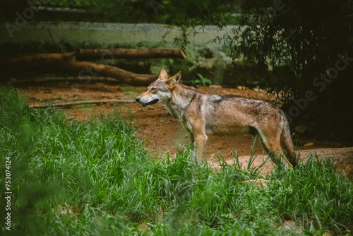 Indian grey wolf walking in the wild  closeup shot