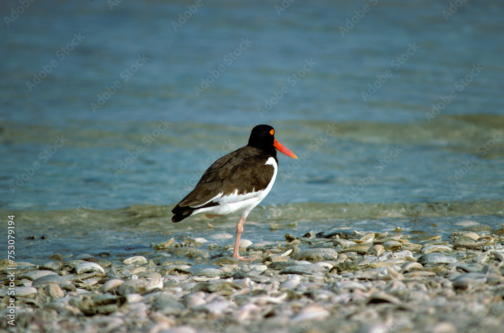 Huîtrier pie, .Haematopus ostralegus , Eurasian Oystercatche Huîtrier pie, .Haematopus ostralegus , Eurasian Oystercatche