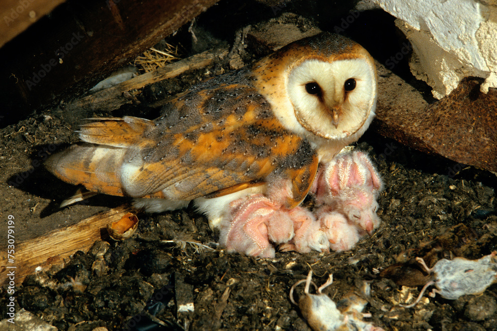 Chouette effraie; Effraie des clochers; Tyto alba; Western Barn Owl