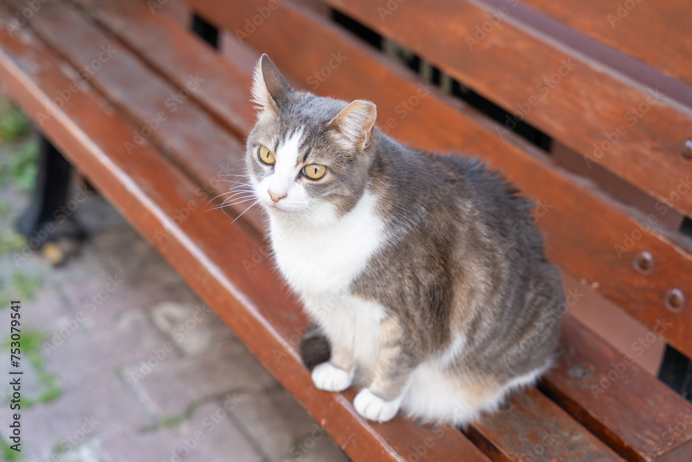 A cat is sitting on a wooden bench