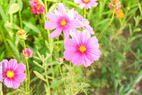 Pink cosmos flowers full blooming in summer garden Field of cosmos flower on blue sky background Selective focus.
