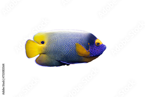 fish isolated on white © Prithu