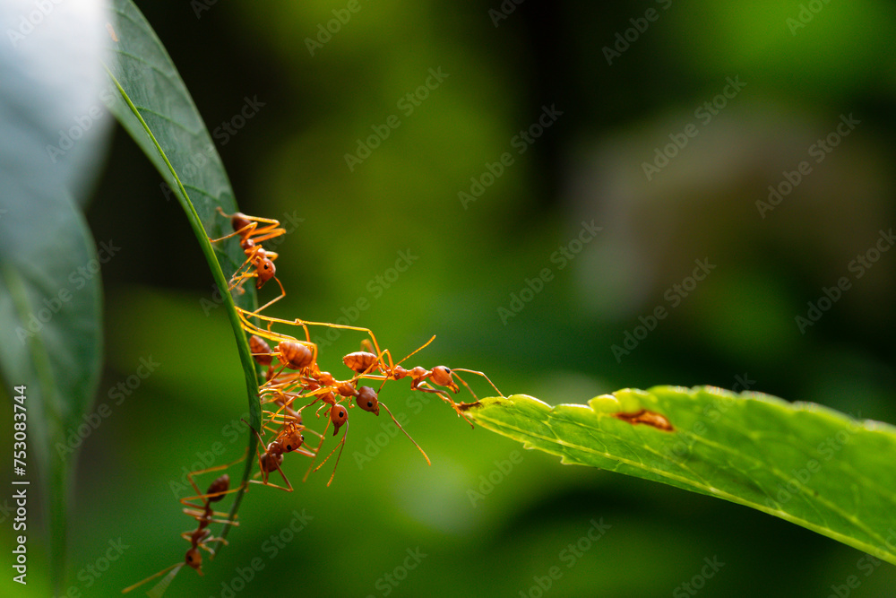 Ant action standing. Ant bridge unity team, Concept team work together Ant action standing. Ant bridge unity team, Concept team work together