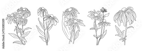 Set Black-eyed Susan flowers with leaves and buds line art vector botanical illustrations on transparent background. Contour Rudbeckia flower design for logo, tattoo, wall art, branding, packaging. photo