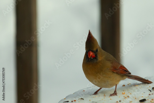 Beautiful colored female cardinal perched on a snow covered table. White colors all around her. She is surrounded by birdseed. Her coppery red colors are less vibrant than the male. © Larry