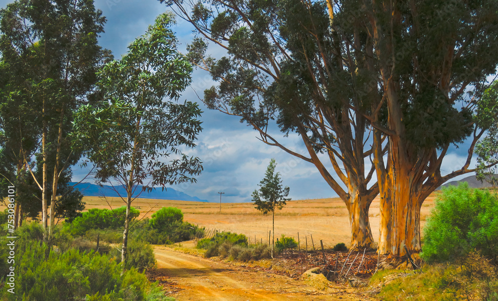 Fototapeta premium Track passing through a valley bounded by blue gum trees near Kykoe, Western Cape