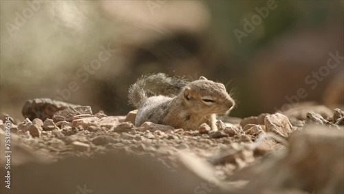 Round-tailed ground squirrel  takes a sand bath in the desert,Arizona,USA photo