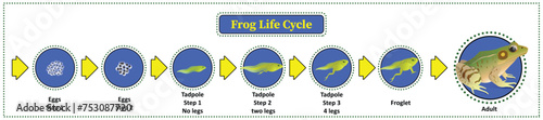 The life cycle of frogs, amphibians,Insects are their food., life stages when the larvae are tadpoles living in the water, The first phase will spawn. photo