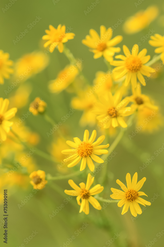 Yellow daisies on a green background in a field. Beautiful summer floral background. Selective focus.