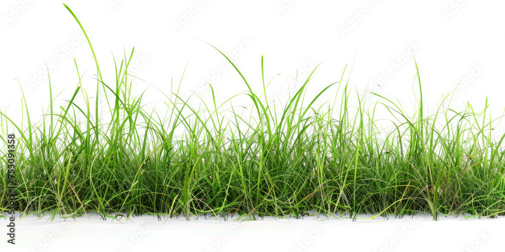 Grass On White Background For Background Or Graphic Designs Created Using Artificial Intelligence Grass On White Background For Background Or Graphic Designs Created Using Artificial Intelligence