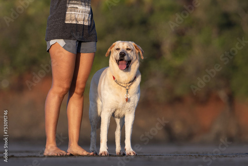 Happy dog on the beach