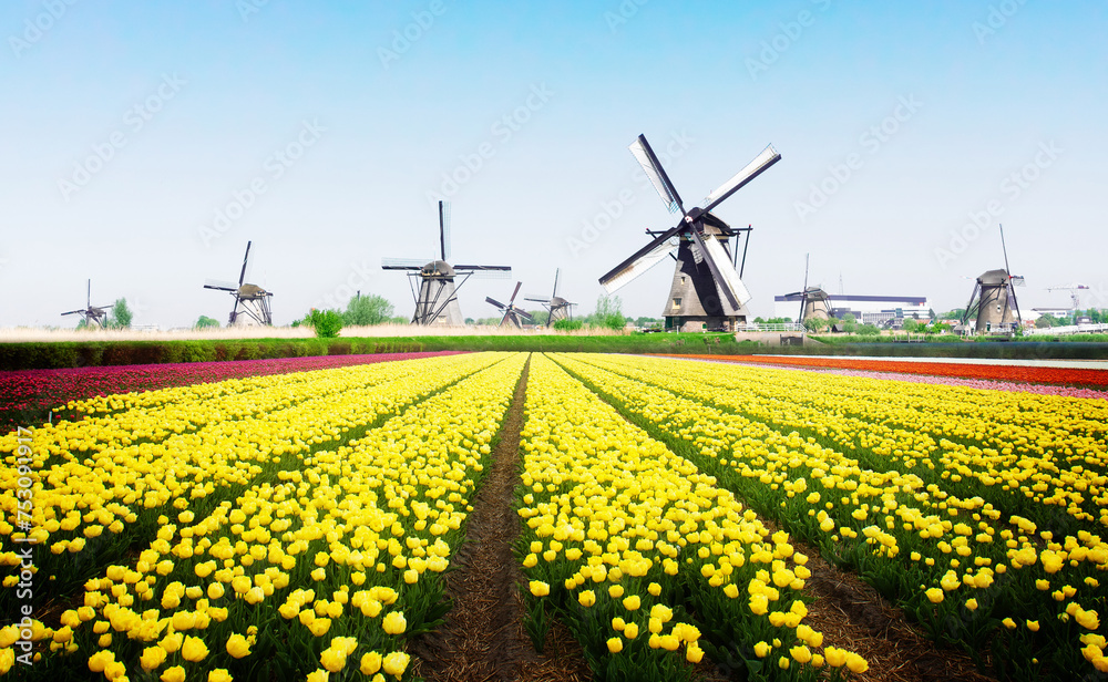 row of tulips with traditional dutch windmills at Kinderdijk at summer day, Netherland