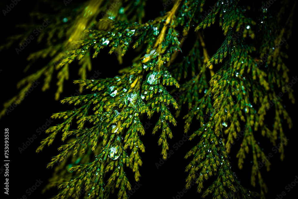 Naklejka premium leaf green texture with drops of water.