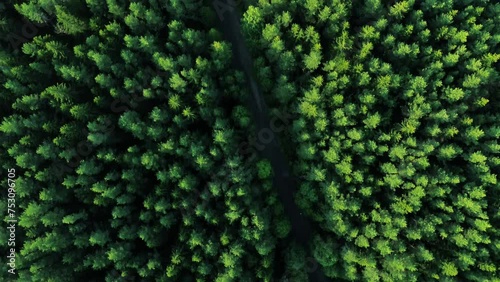 an aerial footage of rainforest from above HD