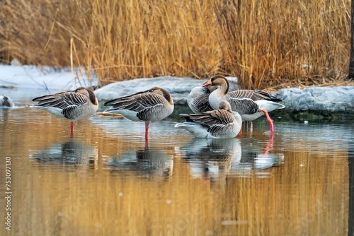 Wild Goose Resting in Reed Wetlands