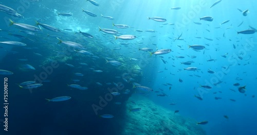 silversides atherinas underwater silverside fish school Atherina boyeri) photo