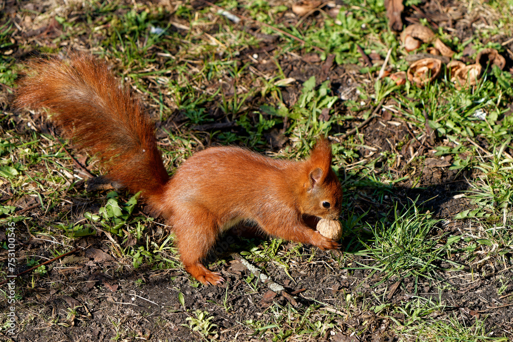 A red squirrel that lives in the city and is fed by me. A red squirrel that lives in the city and is fed by me.