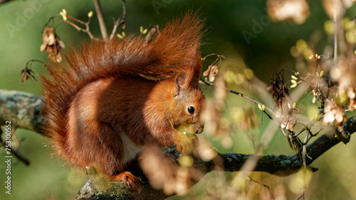 A red squirrel that lives in the city and is fed by me.