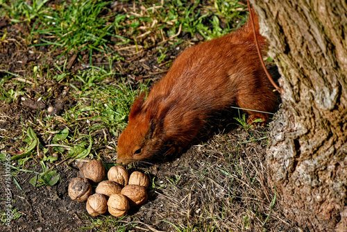 A red squirrel that lives in the city and is fed by me. photo