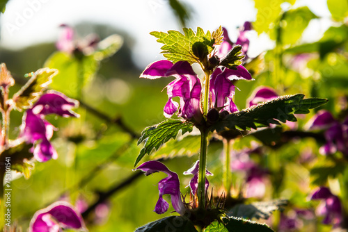 Pink flowers of spotted dead-nettle Lamium maculatum. Medicinal plants in the garden photo