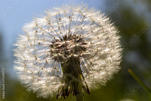 Delicate fluffy afterflowers of dandelions in the meadows on sunny spring days