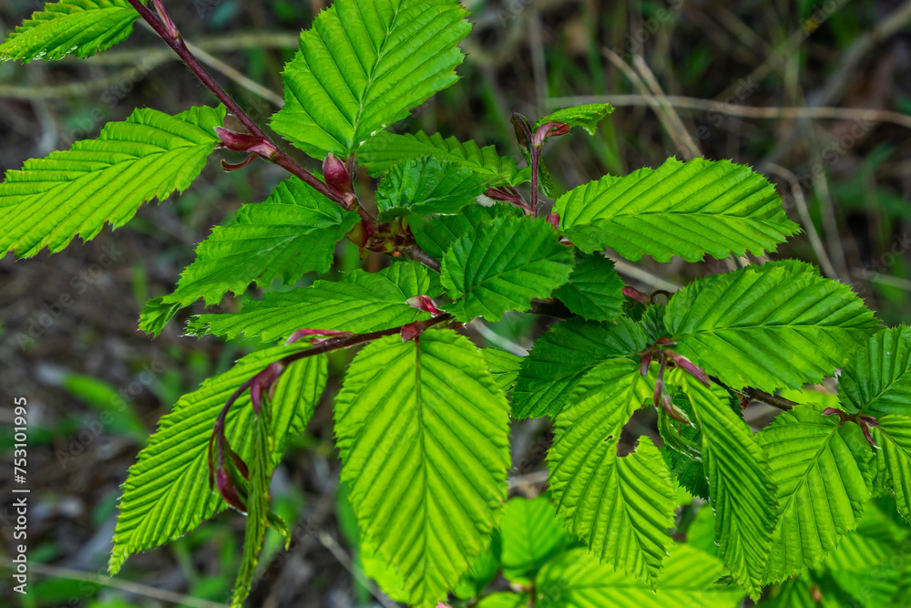 Hornbeam leaf in the sun. Hornbeam tree branch with fresh green leaves. Beautiful green natural background. Spring leaves Hornbeam leaf in the sun. Hornbeam tree branch with fresh green leaves. Beautiful green natural background. Spring leaves