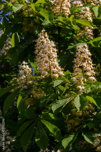 Cluster with white chestnut flowers. White chestnut blossom with tiny tender flowers and green leaves background. Horse chestnut flower with selective focus. Horse chestnut blossoming in springtime