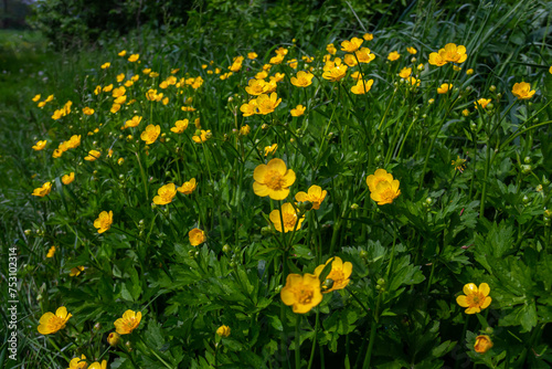Close-up of Ranunculus repens, the creeping buttercup, is a flowering plant in the buttercup family Ranunculaceae, in the garden