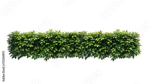 Green bush isolated on white background