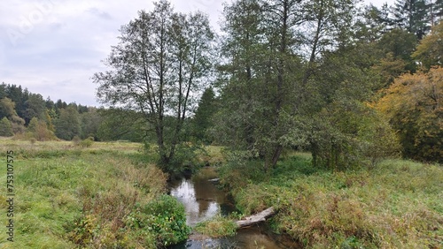 A small river with a sandy bottom and clear water flows between grassy banks. A log lies across it. Alder and bushes grow on the banks, and there is mixed forest all around. Cloudy autumn weather