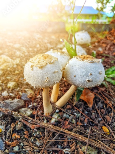 The white umbrella mushroom with the Latin name Macrolepiota Procera grows abundantly in the yard