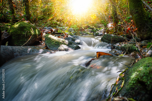 A paradisiacal scene of a small stream with late afternoon sunlight in the fall, surrounded by rainforest vegetation.