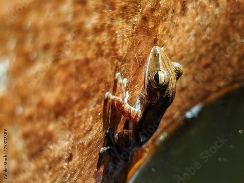 A striped tree frog with the Latin name Polypedates megacephalus attached photo