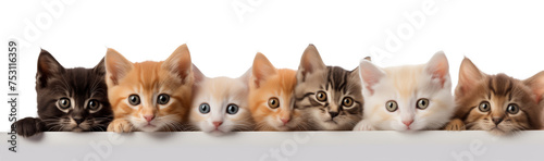 Banner with cats in a row isolated on white background.